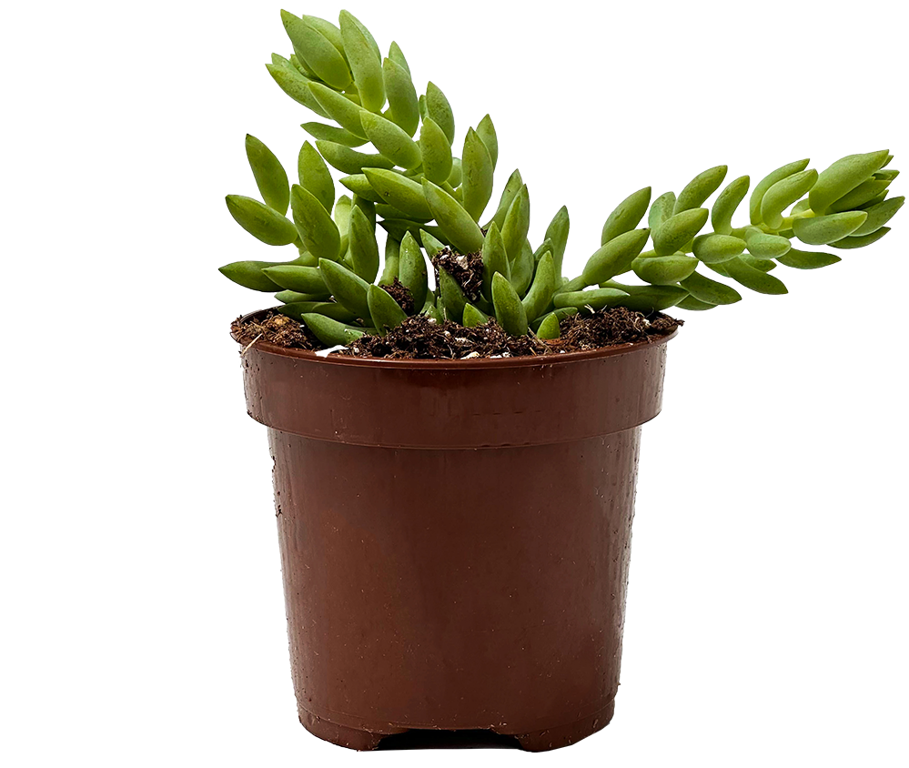 Sedum Morganianum | String of Donkey Tail (S)