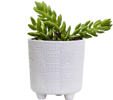 Sedum Morganianum | String of Donkey Tail (S)