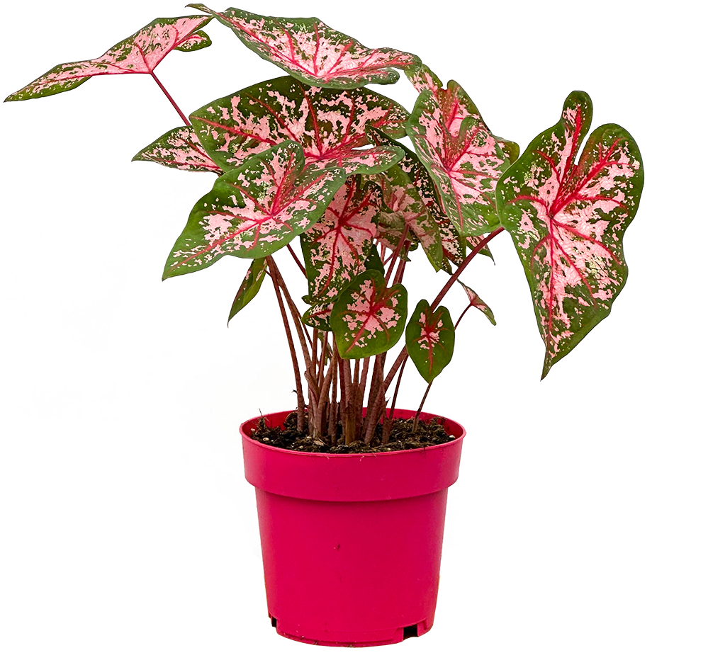 Caladium | Angel Wings (L)