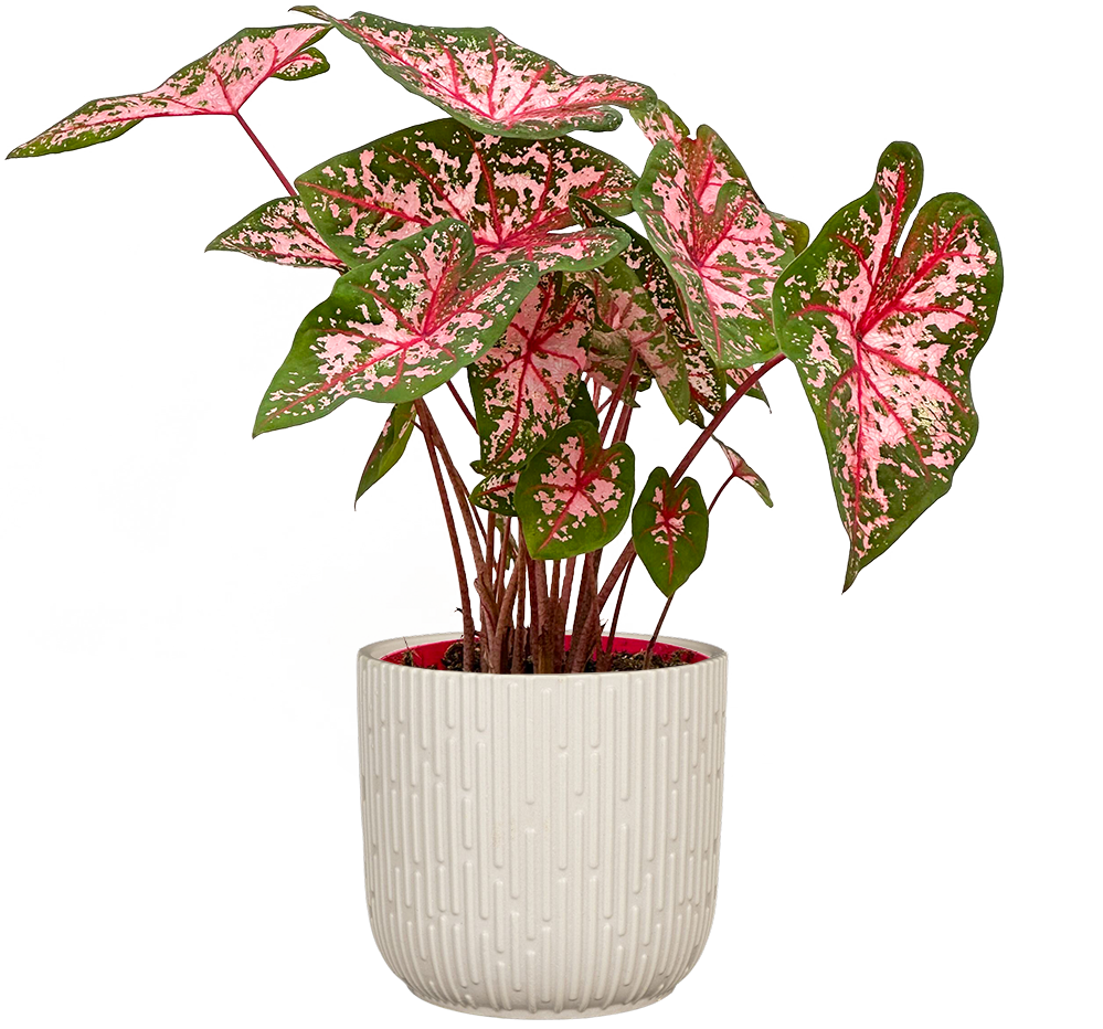 Caladium | Freckles | 8