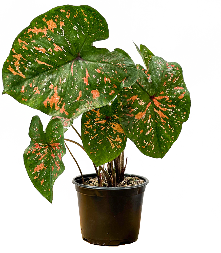 Caladium | Freckles (M)
