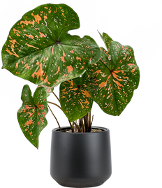 Caladium | Freckles (M)