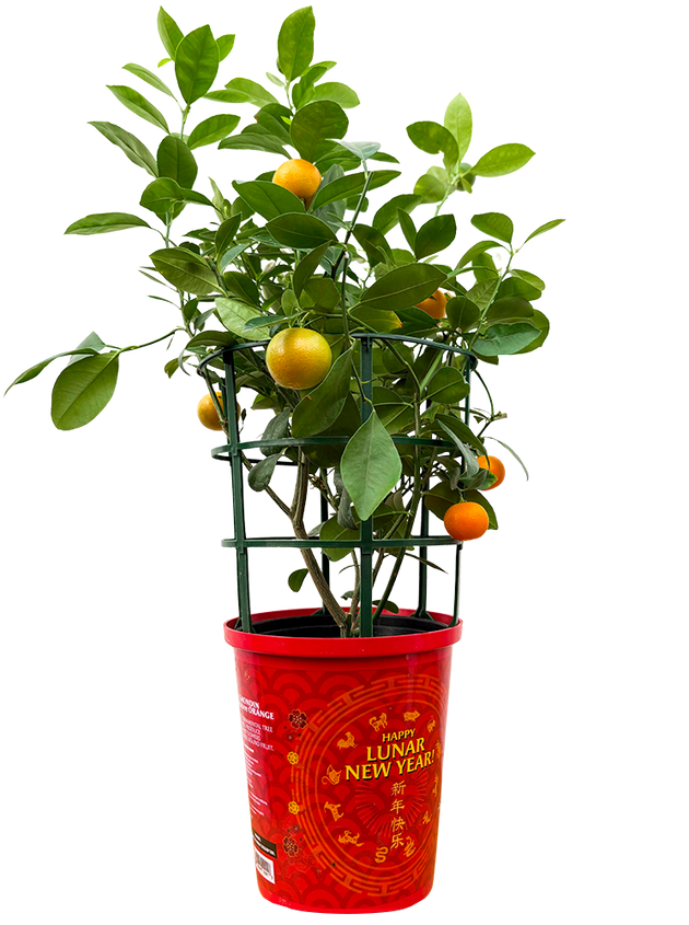 calamondin orange tree canada Calamondin Orange Tree | 8" Pot | Garden Plant