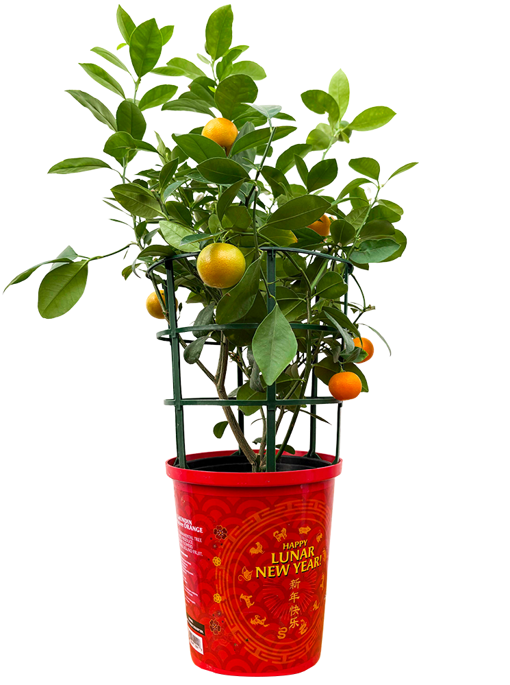 Calamondin Mini Orange Tree (L)
