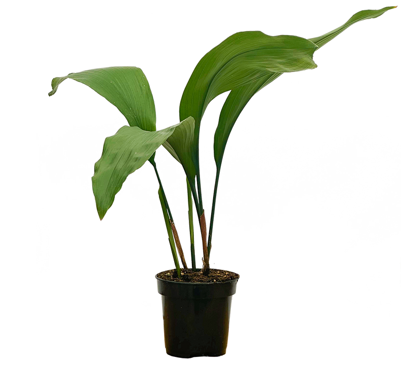 Aspidistra | Cast Iron Plant (S)