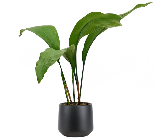 XL Plants – Plantsome