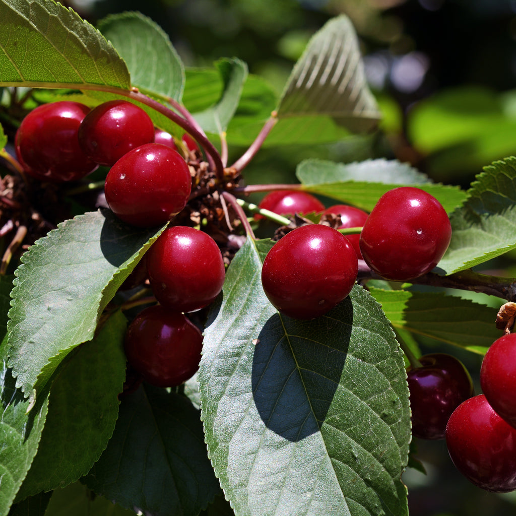 Prunus | Juliet Cherry Bush (L) – Plantsome