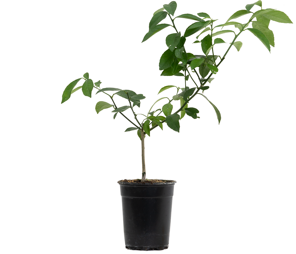 Citrus Meyeri | Lemon Plant (M-5in)