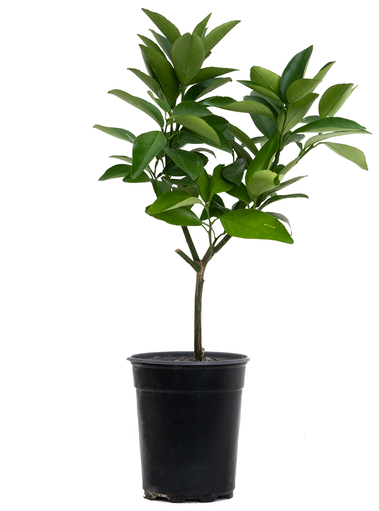 Washington Navel Orange Tree | 13cm | Garden Plant | Plantsome