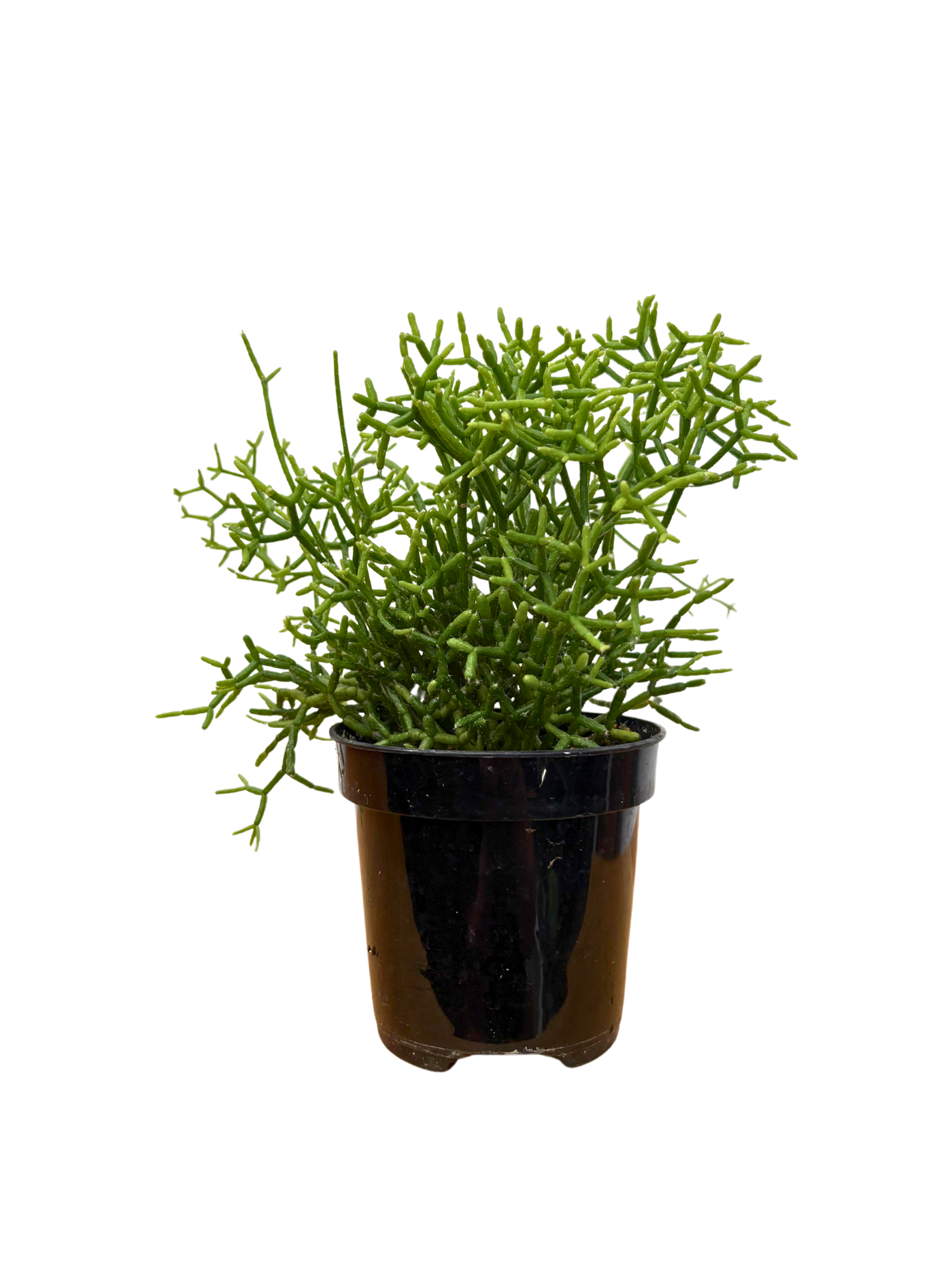 Rhipsalis Cereuscula | Coral Cactus (S)