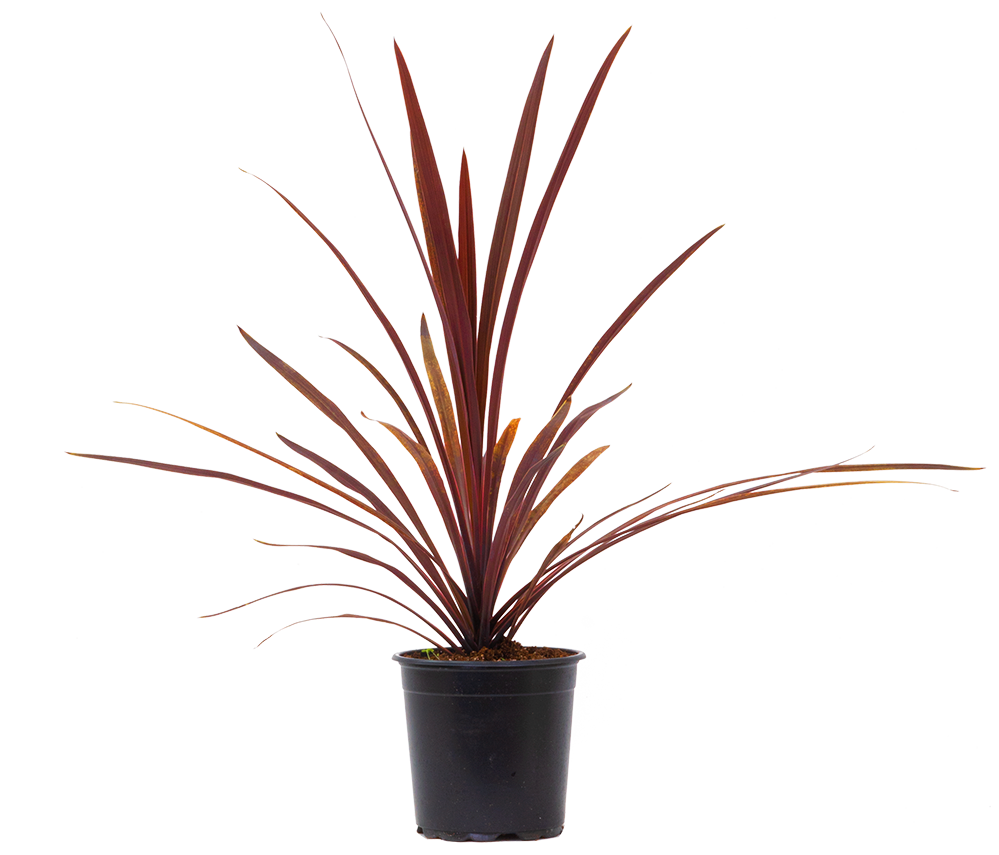 Cordyline Australis Chocolate Mint 4" Pot Pet Friendly And Easy