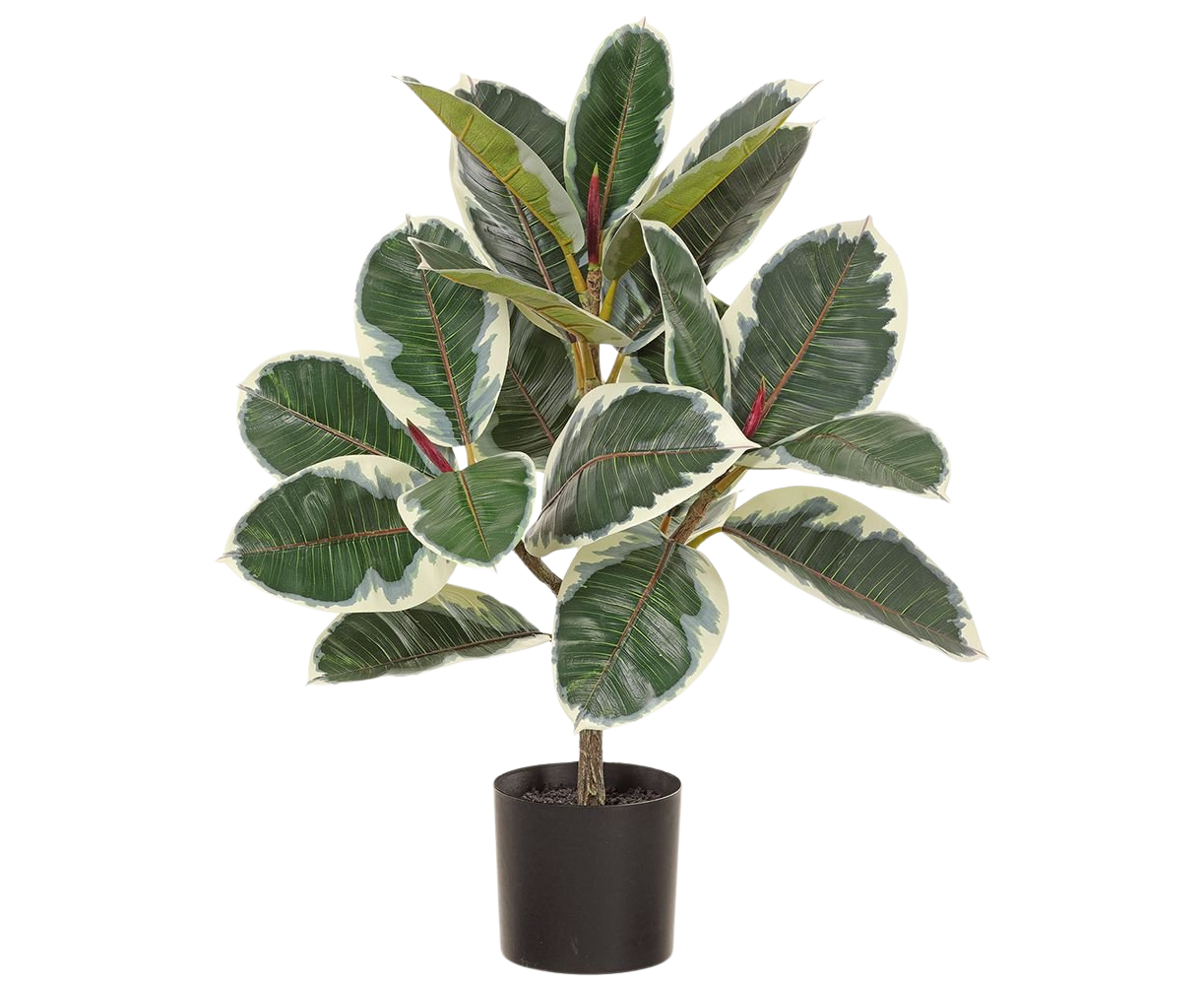 Artificial Rubber Tree | Ficus Elastica (L)