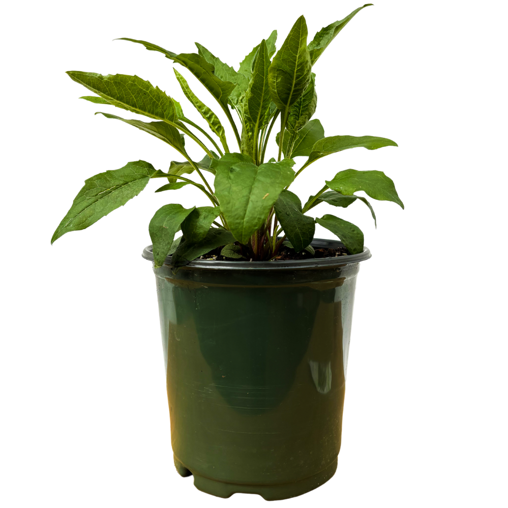 Echinacea Purpurea Vintage Lime (M)