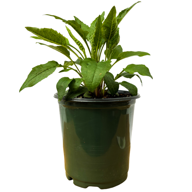 Echinacea Purpurea Vintage Lime (M)