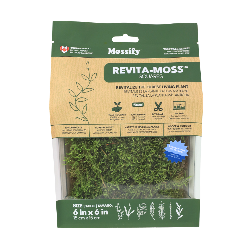 Natural Forest Moss (Pleurozium schreberi) - Live Moss / Dormant Moss