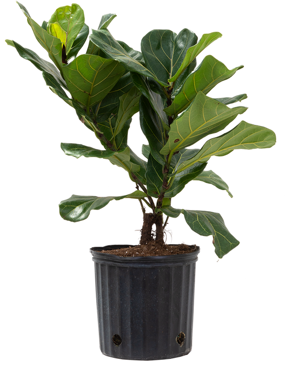 Ficus Lyrata Low Bush (XL) | Fiddle Leaf Fig