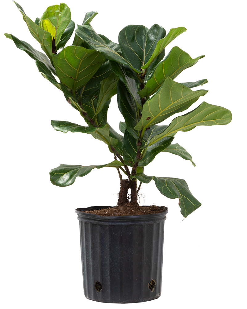 Ficus Lyrata Low Bush (XL) | Fiddle Leaf Fig