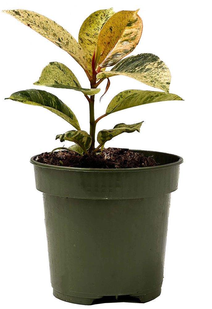 Ficus Shivereana Moonshine | Rubber Tree | 4