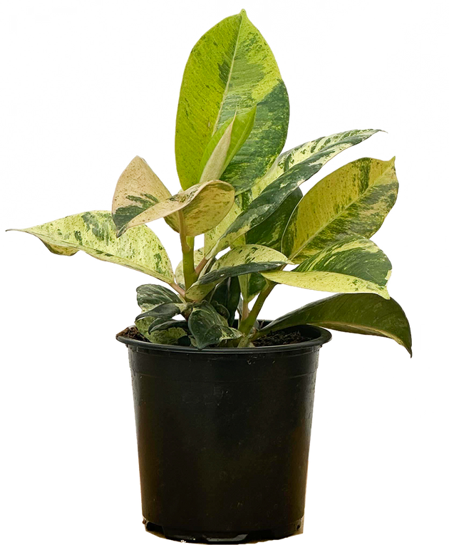 shivereana moonshine rubber tree Ficus Shivereana Moonshine | Rubber Tree | 4" Pot | Easy Care Houseplant