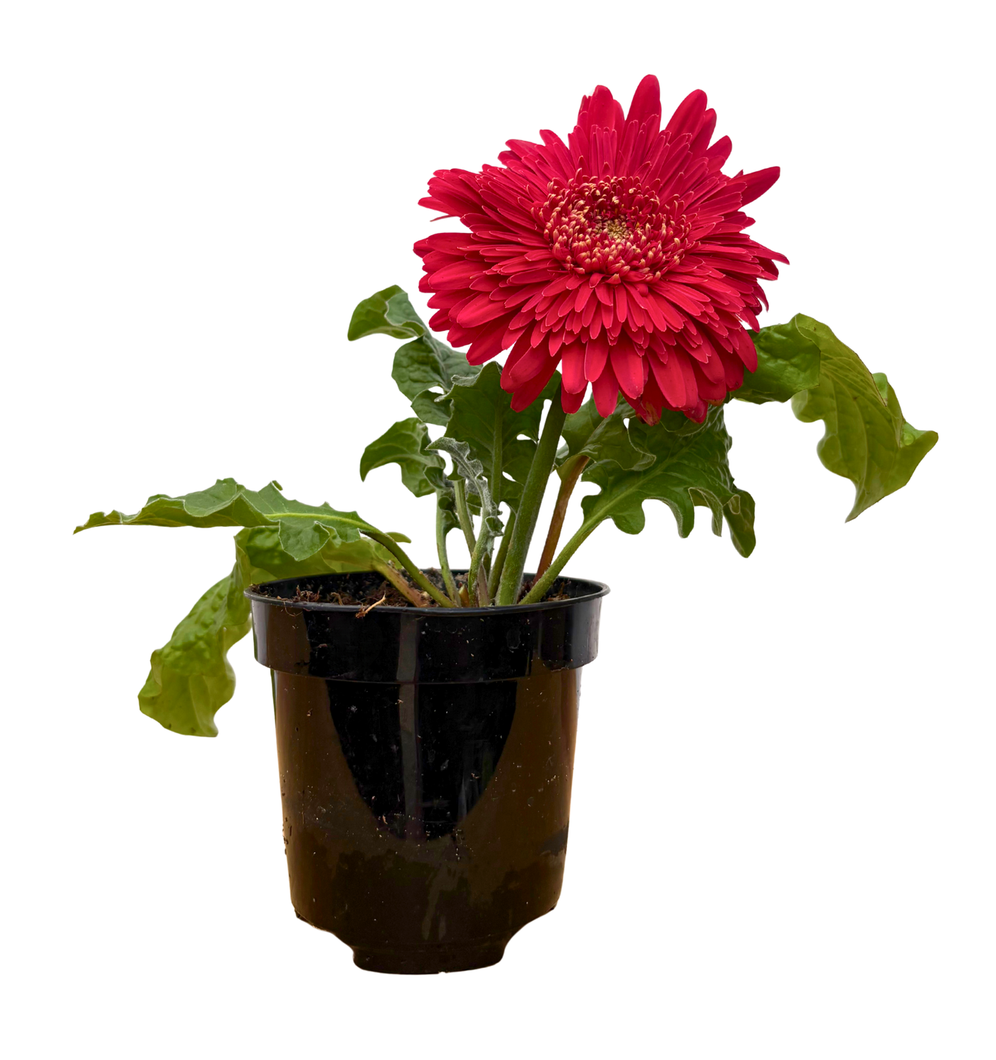 Gerbera | Assorted (S)