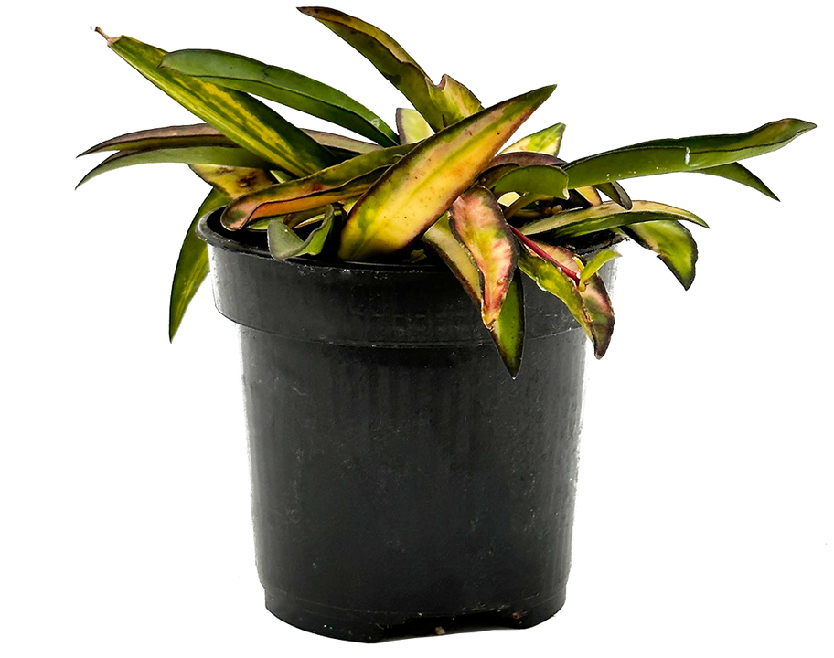 Hoya Wayetii Variagata | Wax Plant (S)
