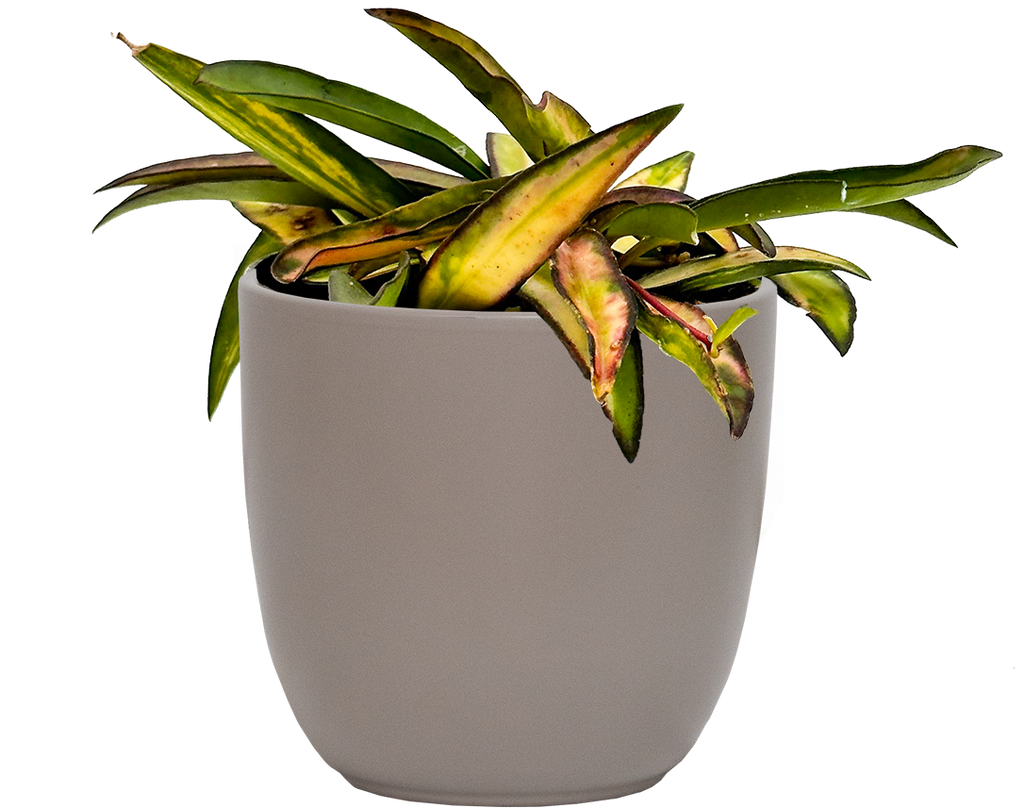 Hoya Wayetii Variagata Wax Plant 4" Pot Pet Friendly And Easy