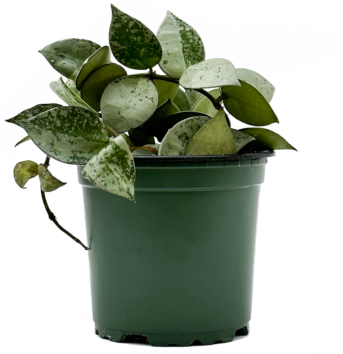 Hoya Krohniana Silver | Wax Plant (S)