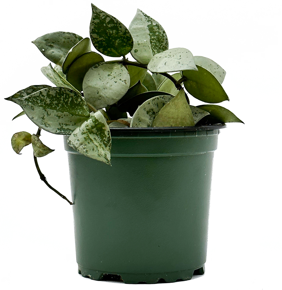 Hoya Krohniana Silver | Wax Plant (S)