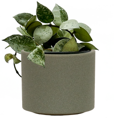 Hoya Krohniana Silver | Wax Plant (S)