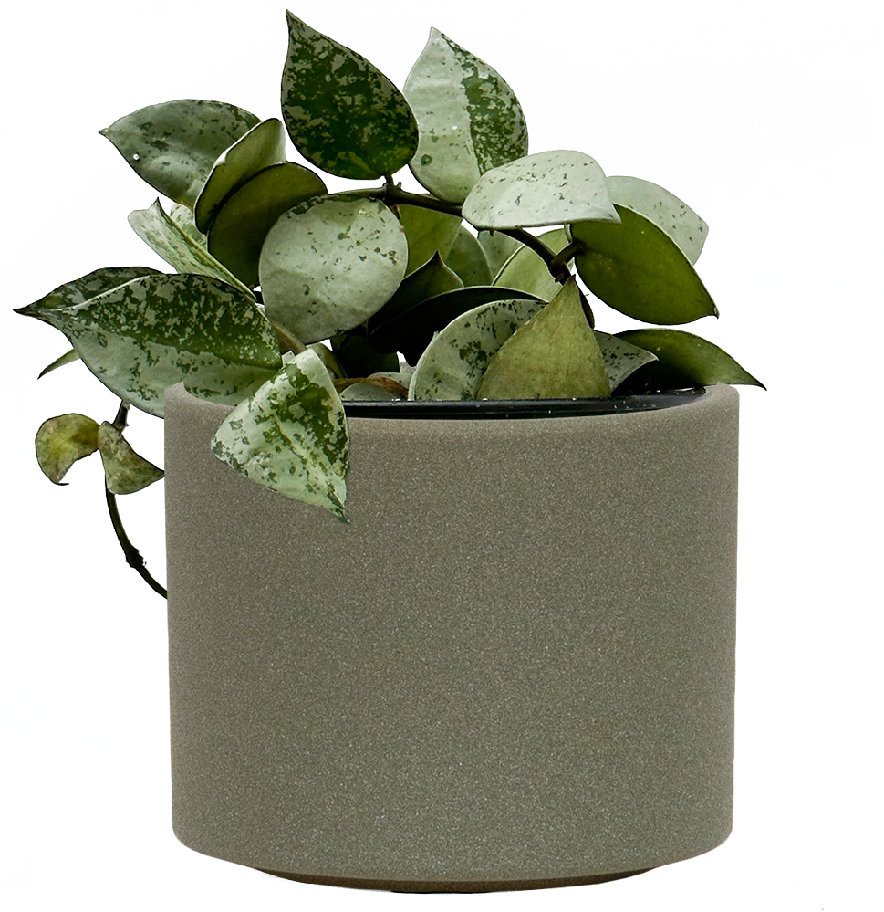 Hoya Krohniana Silver Wax Plant 4" Pot Pet Friendly And Easy Care Houseplant Plantsome