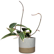 Hoya Macrophylla | Latifolia Variegata | Wax Plant (S)