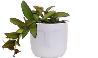 Hoya Rosita | Wax Plant (S)