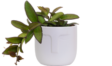 Hoya Rosita | Wax Plant (S)