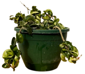 Hoya carnosa ‘Compacta’ | Wax Plant (M)