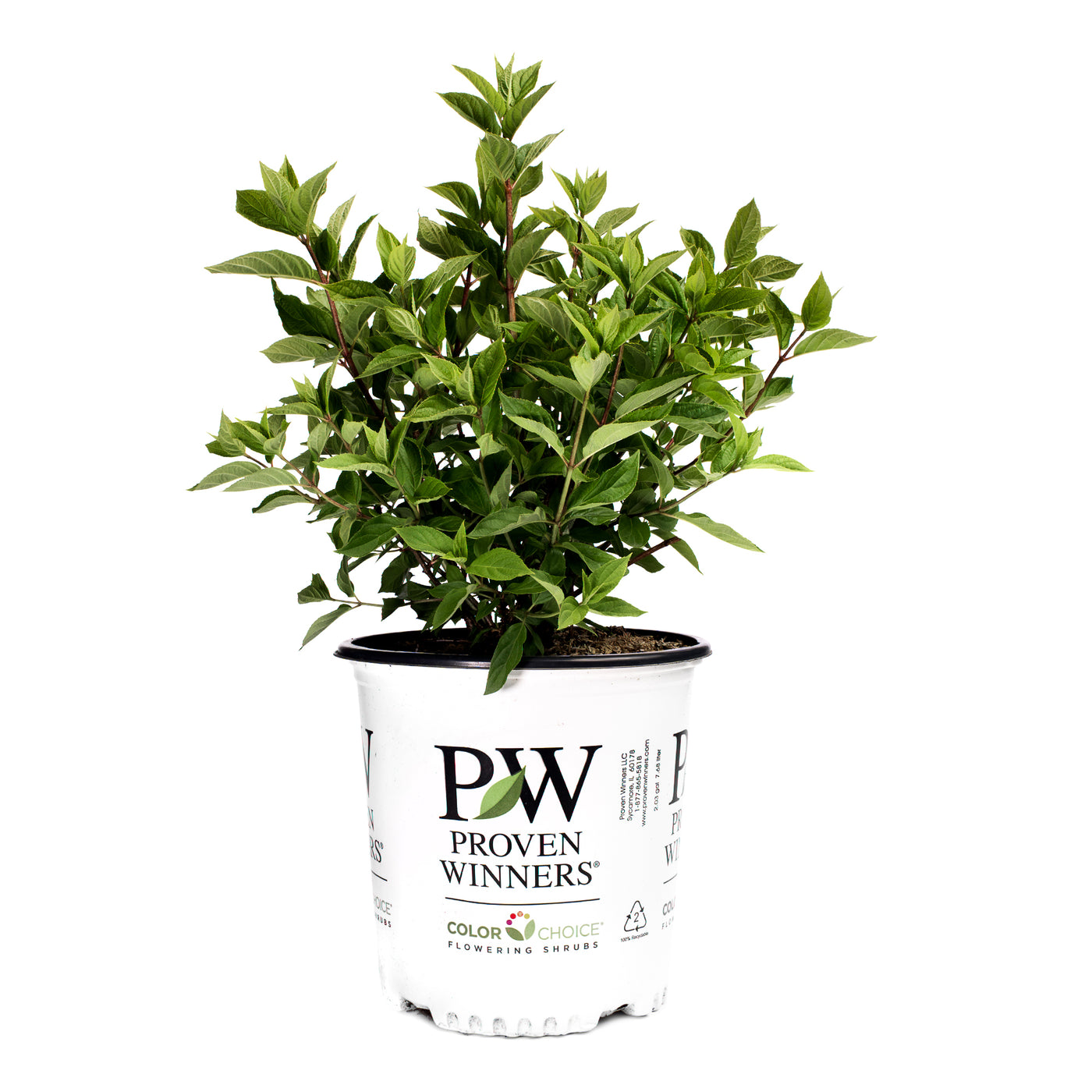 Hydrangea Paniculata | Little Lime Punch® (L) | Proven Winners®