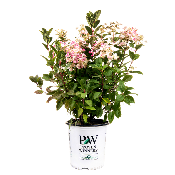 Hydrangea | Little Quick Fire® | Hydrangea Paniculata (L) | Proven Winners®