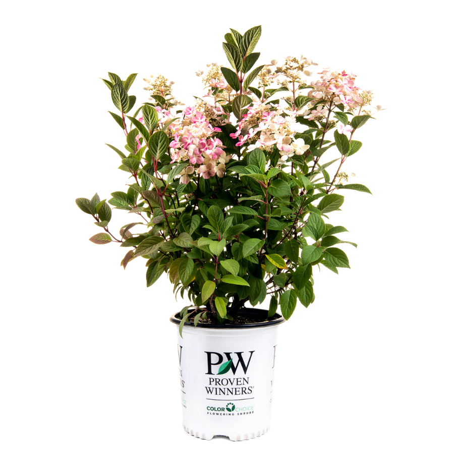 Hydrangea | Little Quick Fire® | Hydrangea Paniculata (L) | Proven Winners®