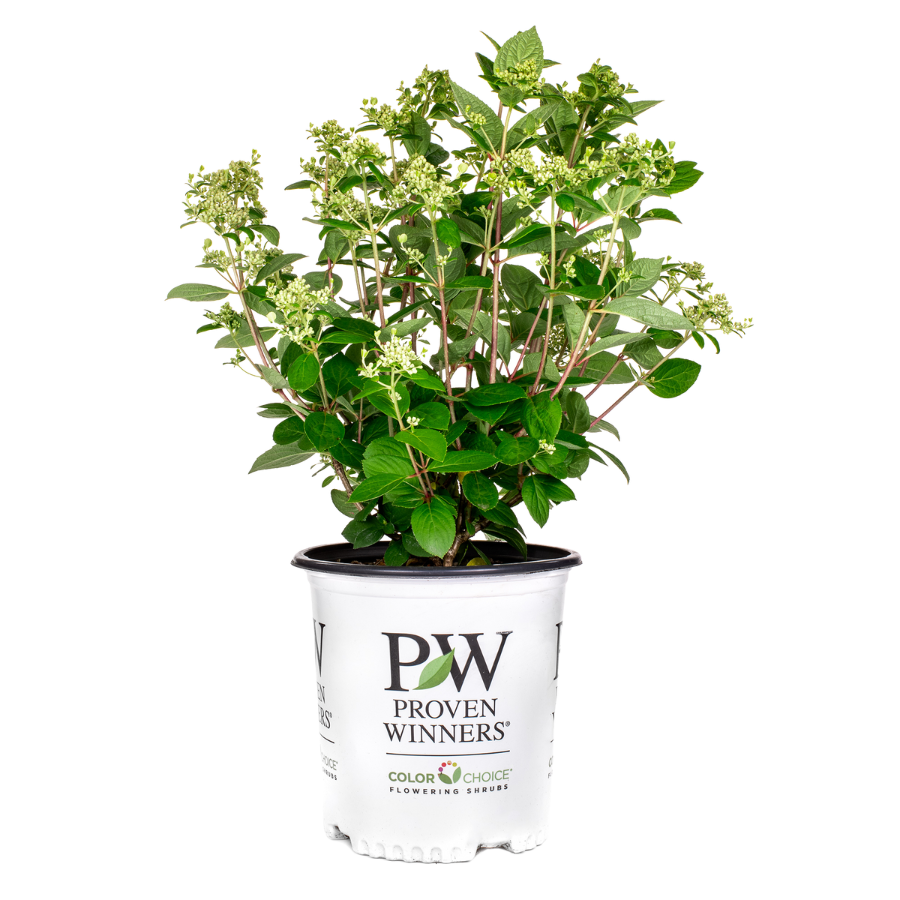 Hydrangea | Quick Fire® | Hydrangea Paniculata (L) | Proven Winners®