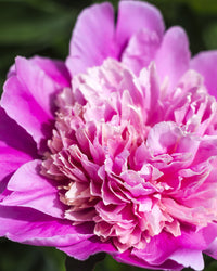 inspiratie-1