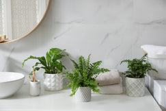 Assorted Baby Plant (XS)