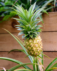buy pineapple plant canada Pineapple Plant | 6" Pot | Pet Friendly Houseplant