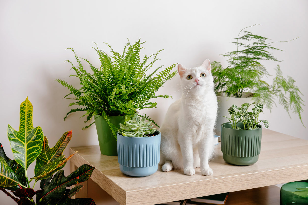 Assorted Pet Friendly Plant (S)