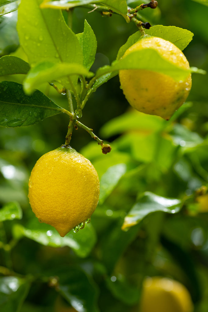 Citrus Meyeri | Lemon Plant | 8