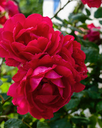 inspiratie-1