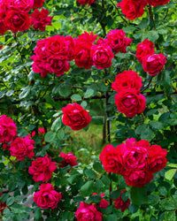 inspiratie-2