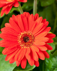 inspiratie-1