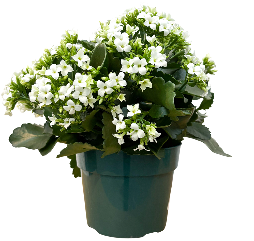 Kalanchoe White (M)
