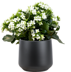 Kalanchoe White (M)