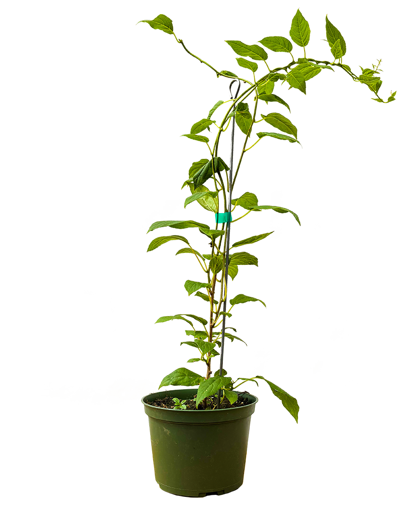 Kiwi Issai (M)