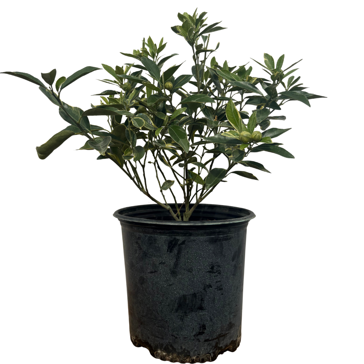 Citrus Japonica | Variegated Kumquat (XL)